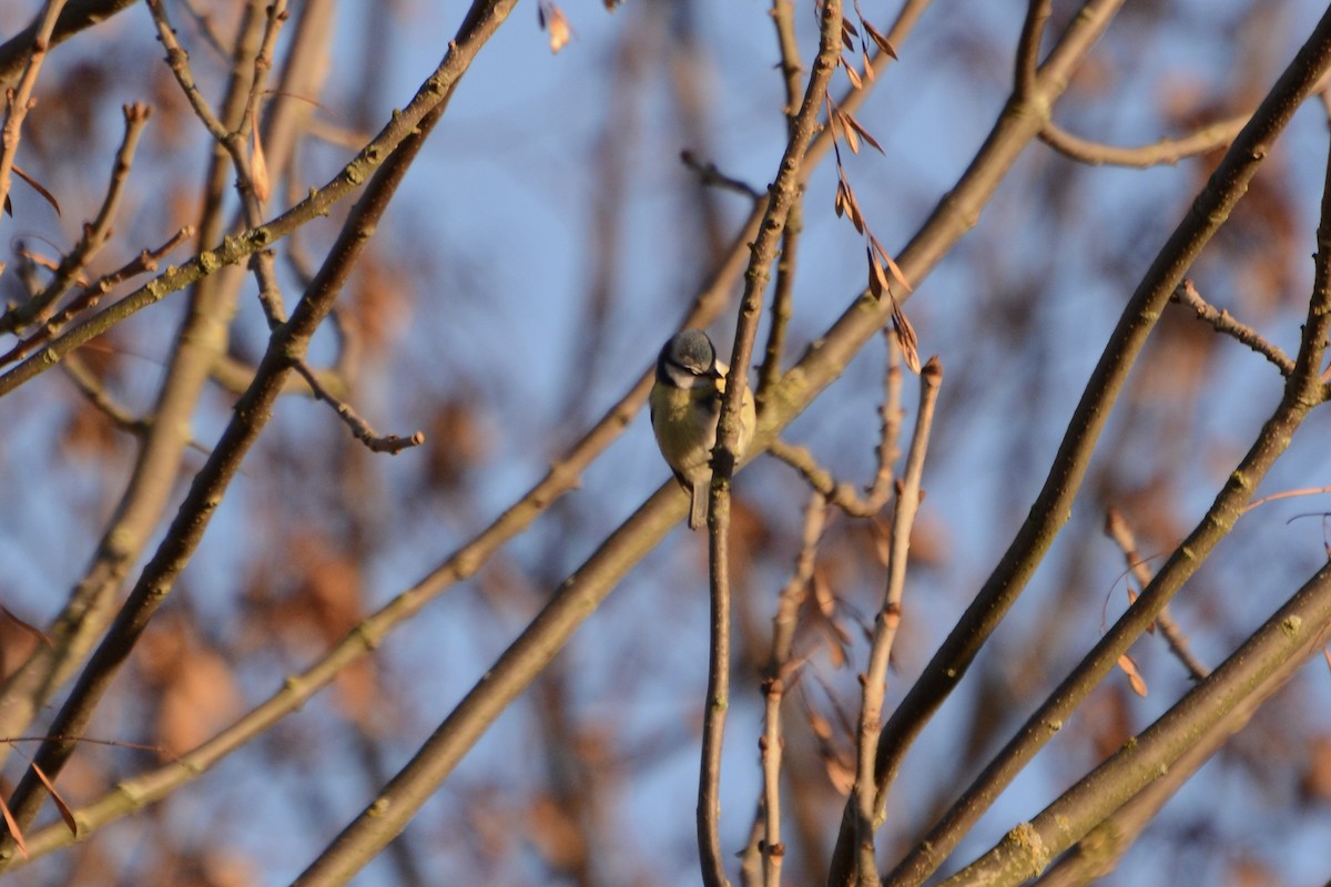 Eurasian Blue Tit - ML647680019