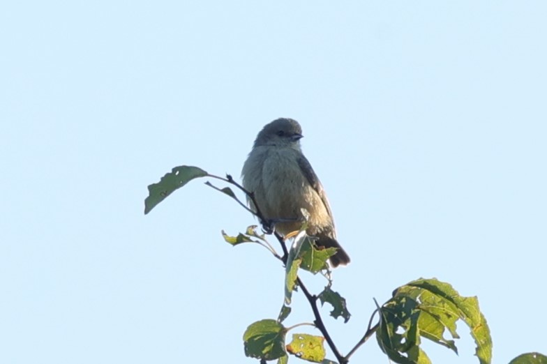 African Penduline-Tit - ML647680024