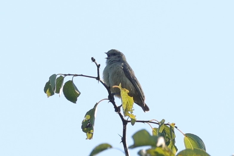 African Penduline-Tit - ML647680025