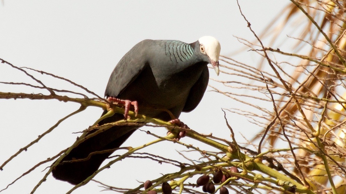 White-crowned Pigeon - ML647680026