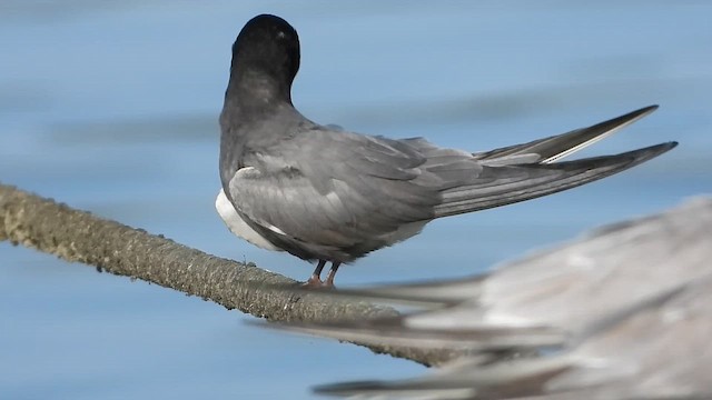 מירומית שחורה - ML647680038