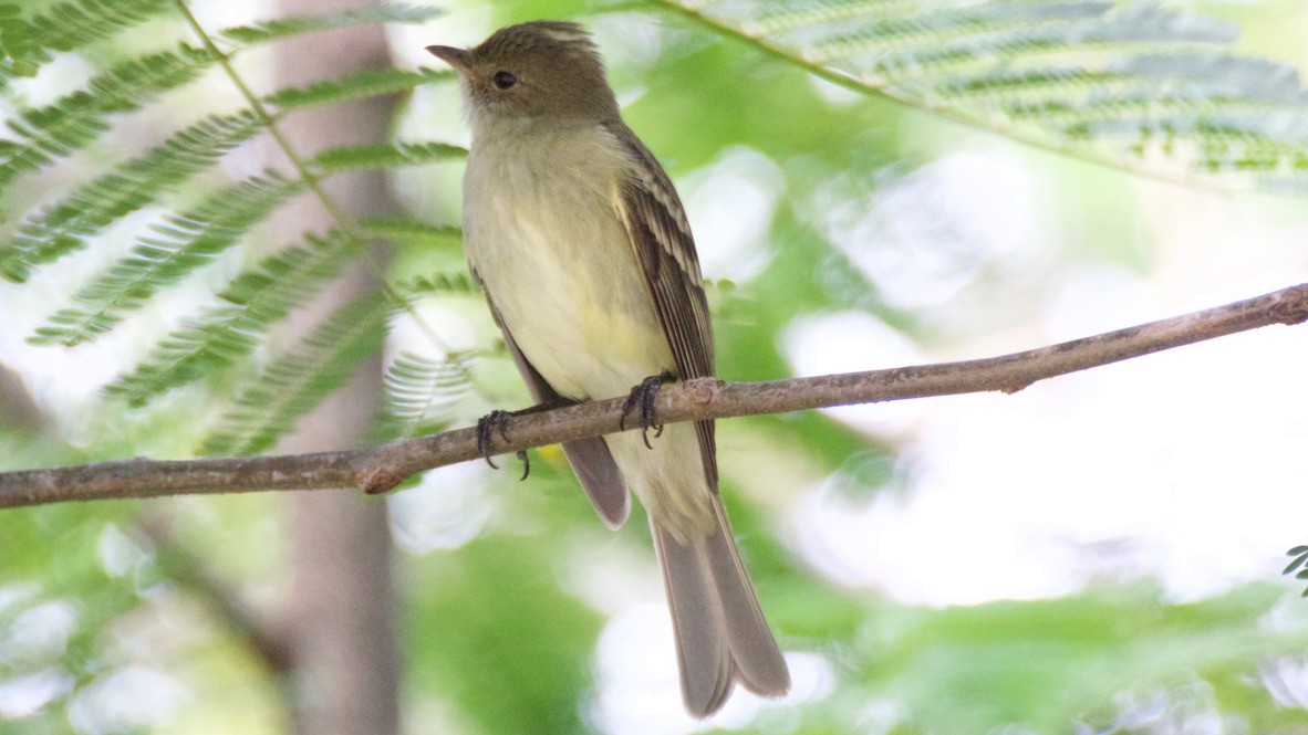 Caribbean Elaenia - ML647680050