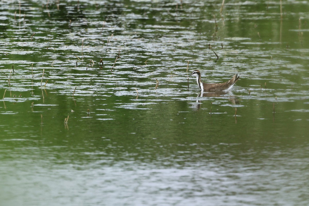 fasanbladhøne - ML647680052