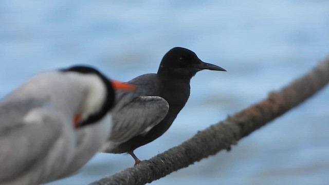 מירומית שחורה - ML647680053