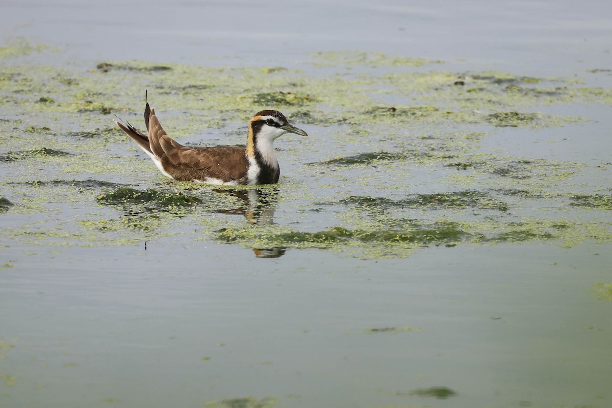 fasanbladhøne - ML647680059