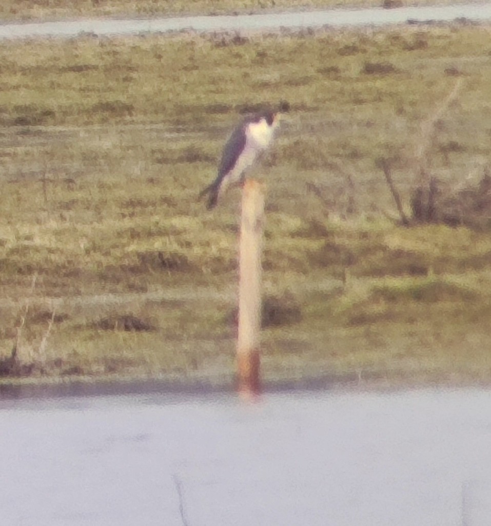 Peregrine Falcon - ML647680061