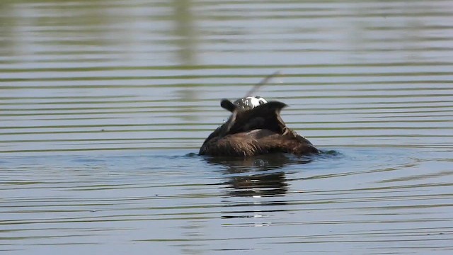 צחראש לבן - ML647680070