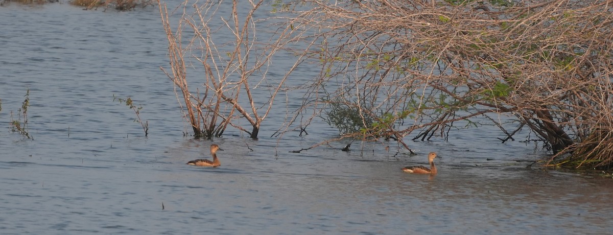 Zuhaitz-ahate javatarra - ML647680100