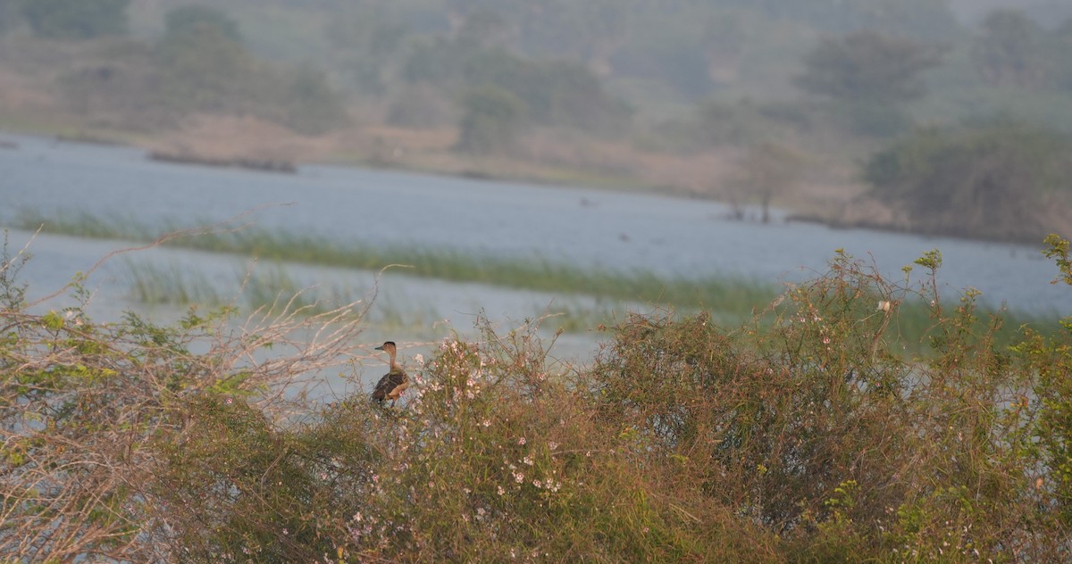 Zuhaitz-ahate javatarra - ML647680102