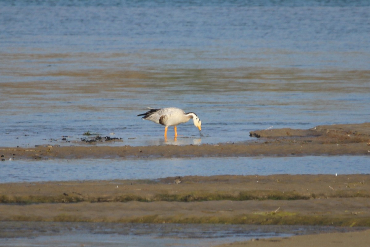 Oie à tête barrée - ML647680124