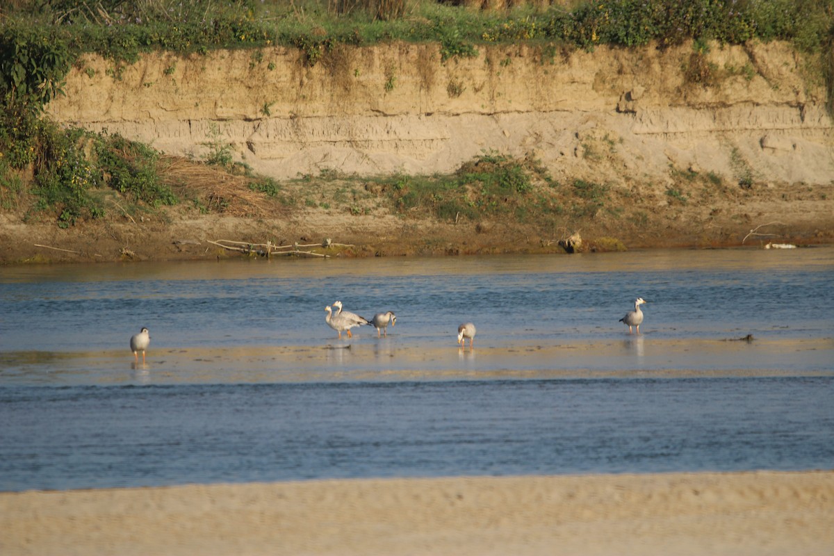 Oie à tête barrée - ML647680125