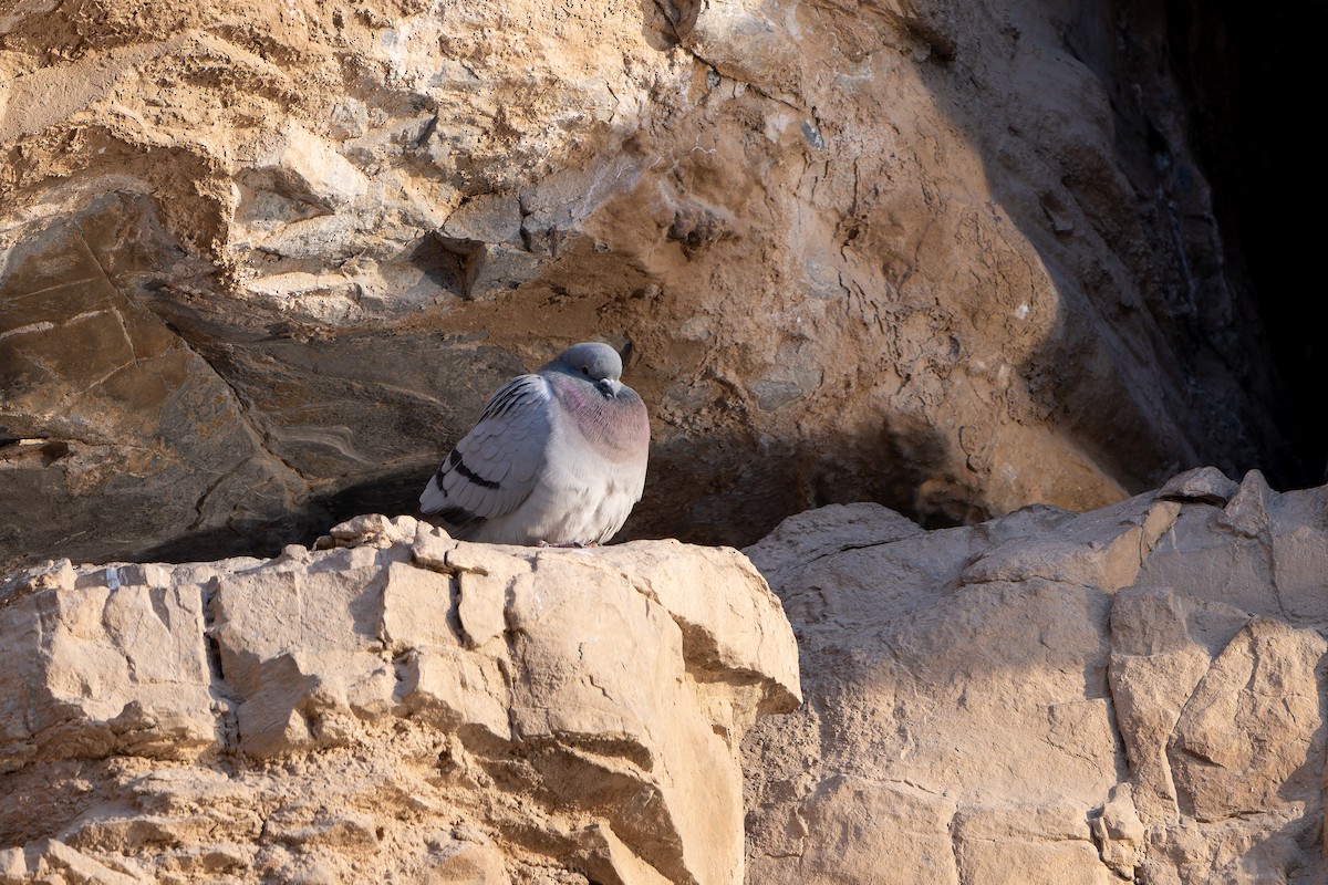 Hill Pigeon - ML647680143