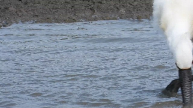 כפן - ML647680168