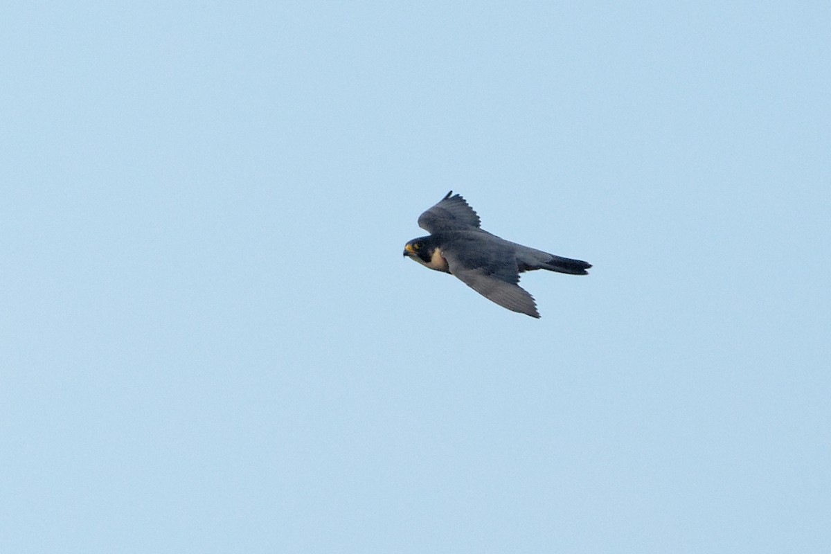 Peregrine Falcon (Shaheen) - ML647680181