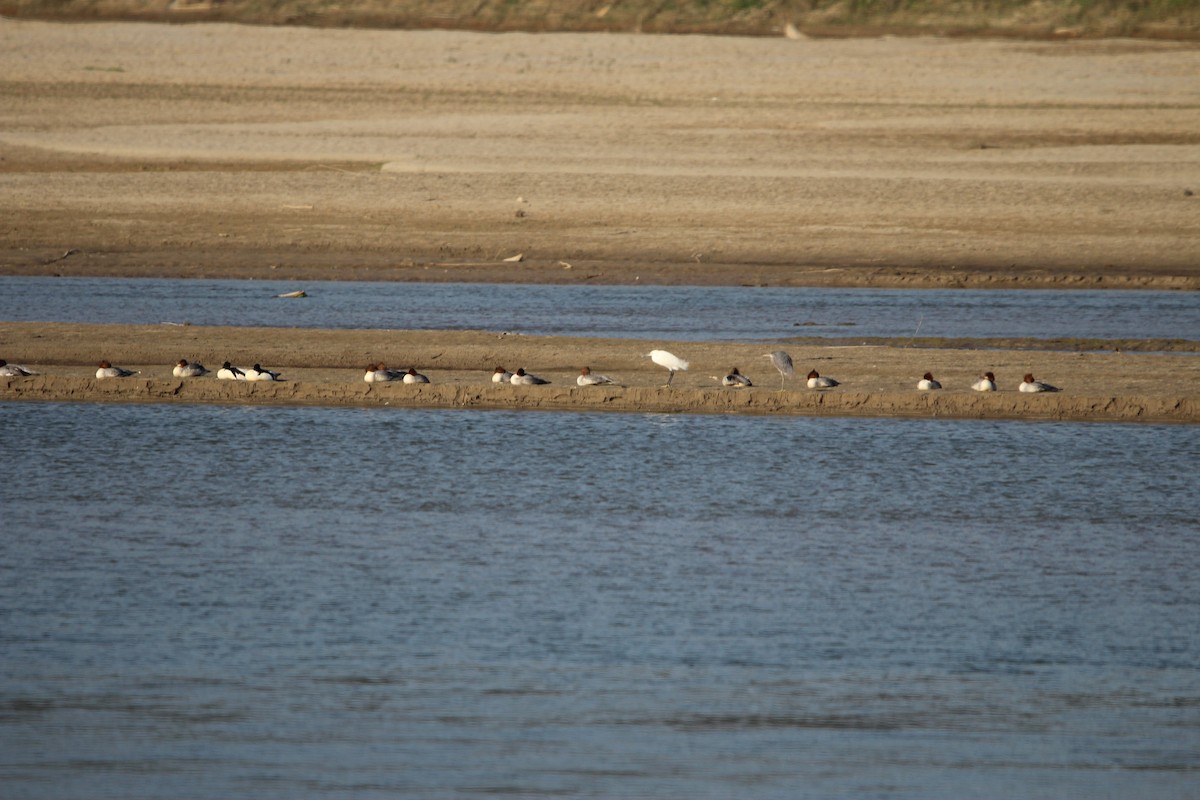 Gänsesäger - ML647680201