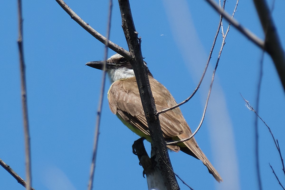 Great Kiskadee - ML647680202