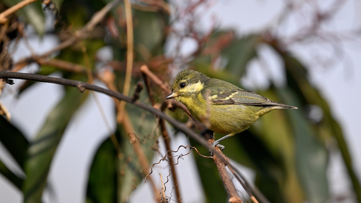 Schmuckmeise - ML647680231