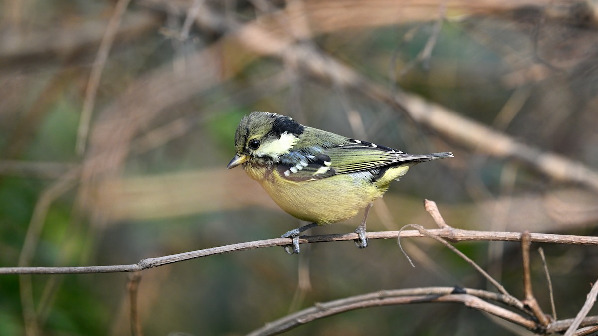 Schmuckmeise - ML647680233