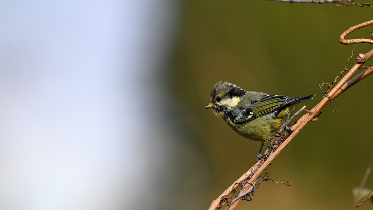 Schmuckmeise - ML647680234