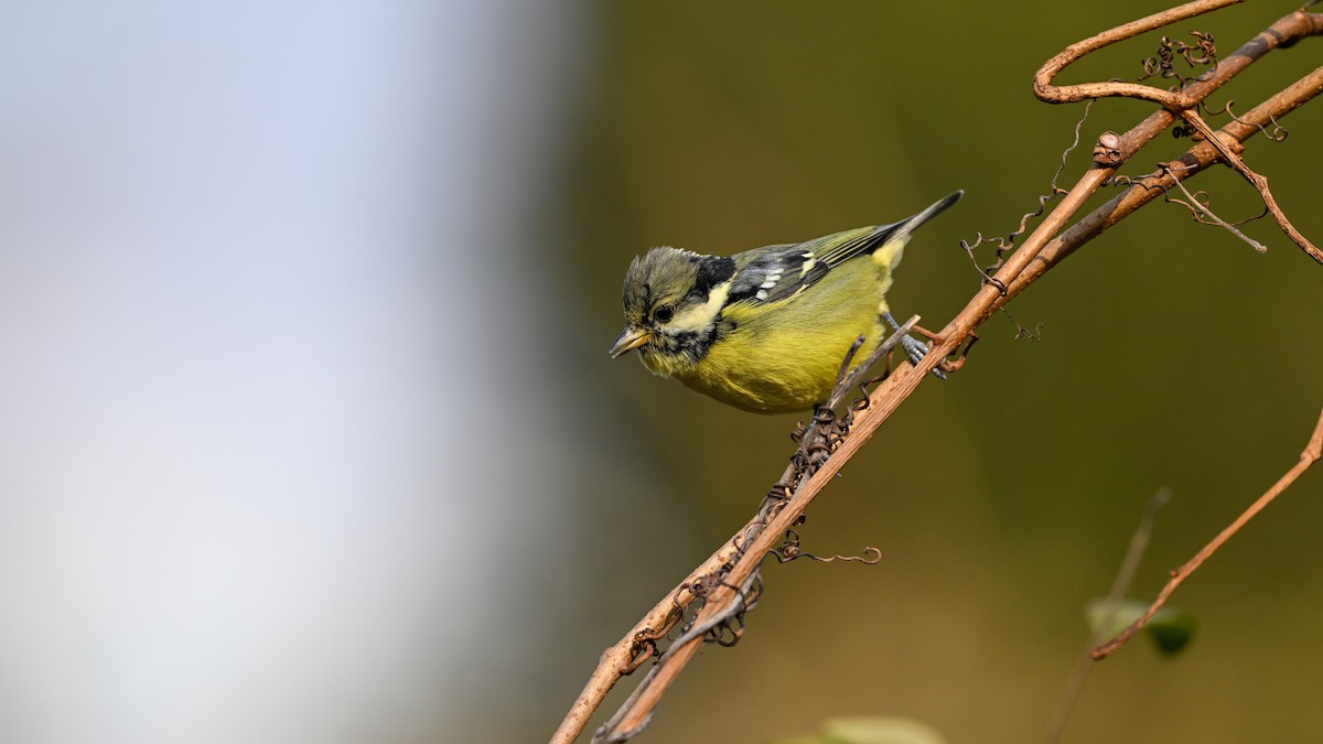 Schmuckmeise - ML647680235