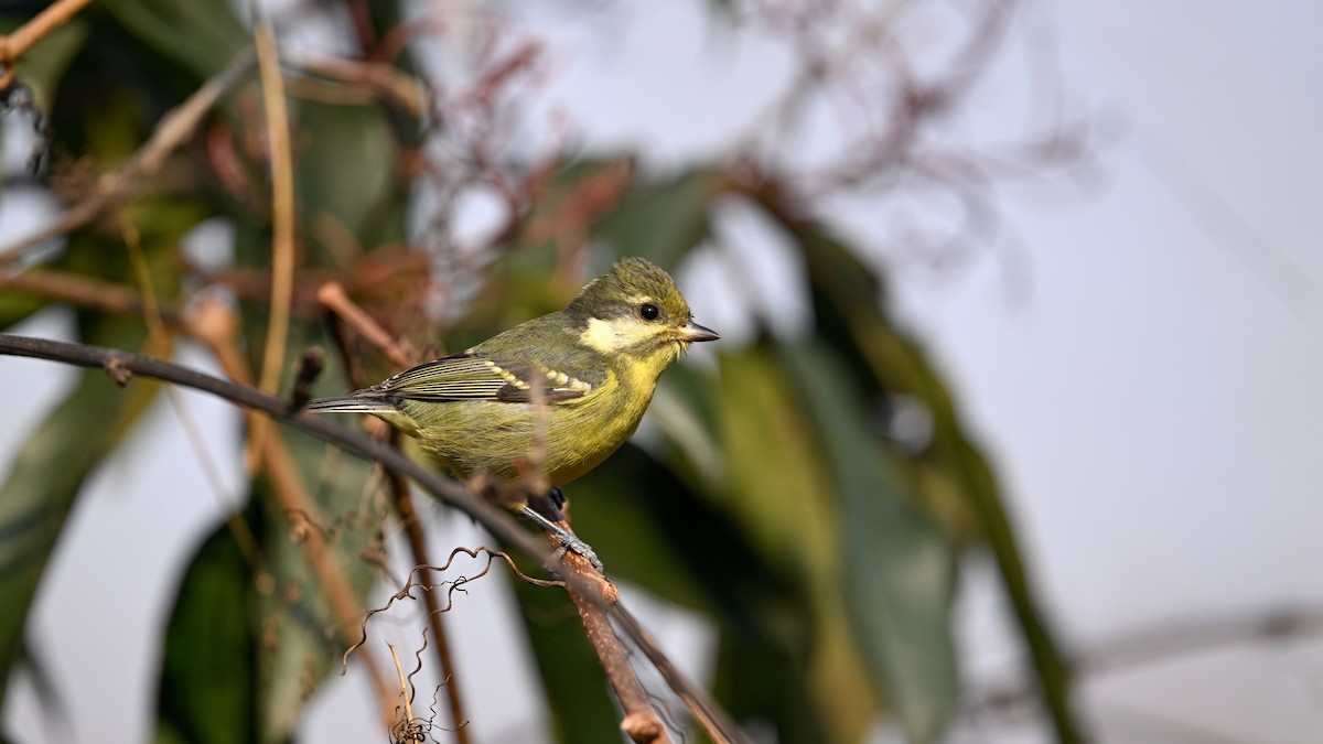 Schmuckmeise - ML647680236