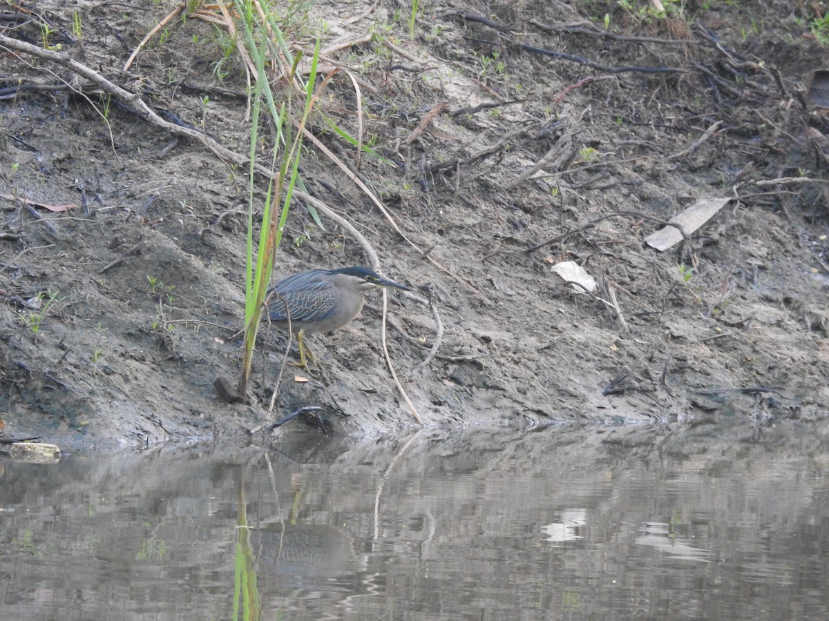Little Heron - ML647680237