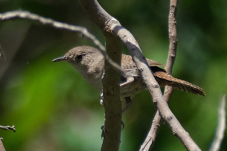Southern House Wren - ML647680240