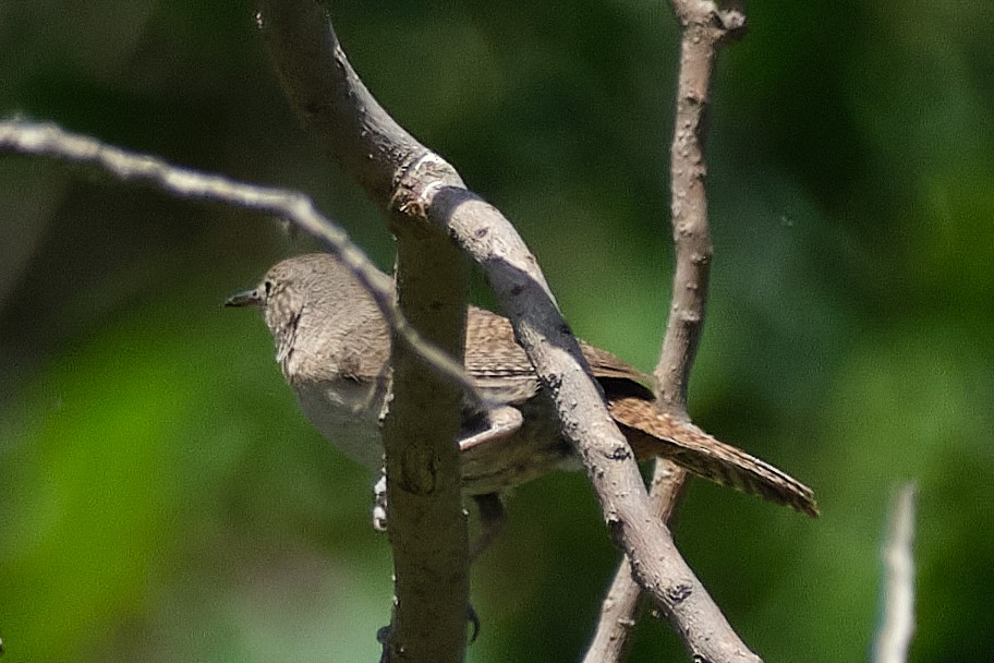 Southern House Wren - ML647680241