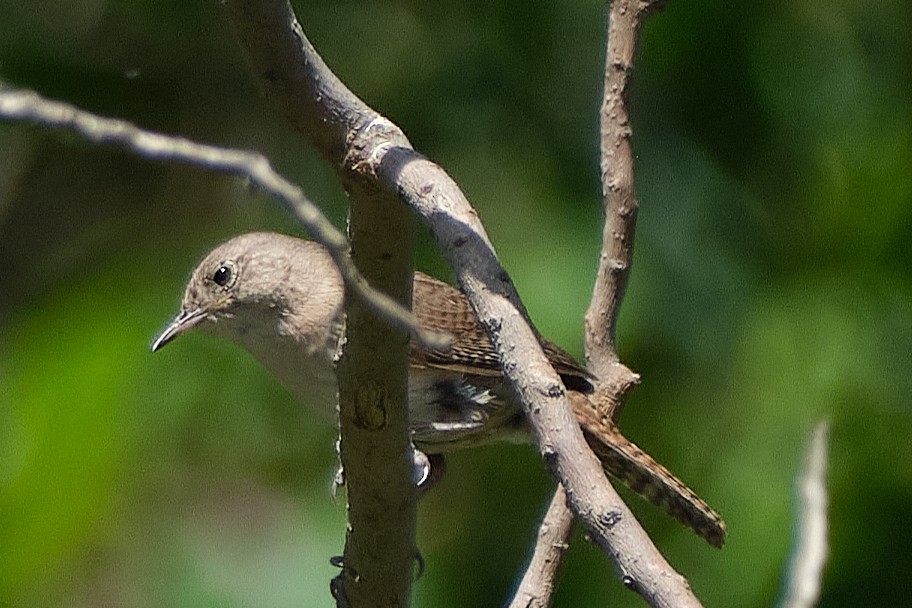 Southern House Wren - ML647680242