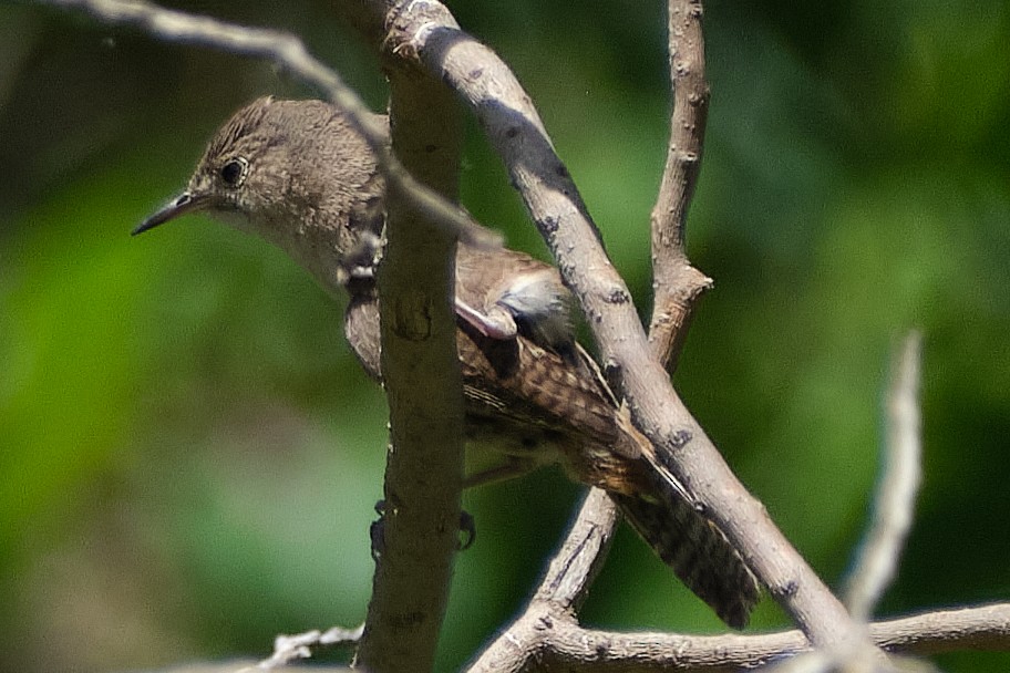 Southern House Wren - ML647680243