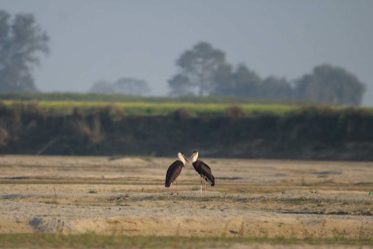 Asien-Wollhalsstorch - ML647680244