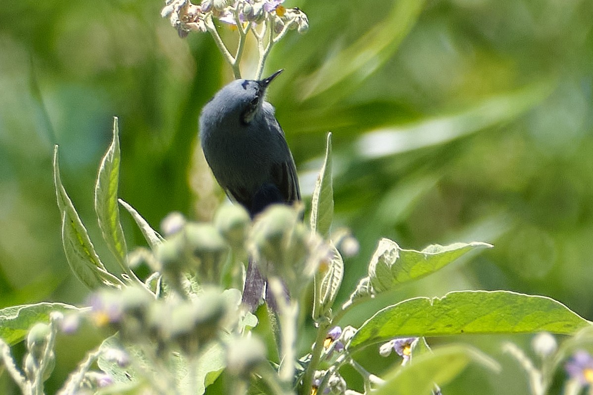 Maskenmückenfänger - ML647680245