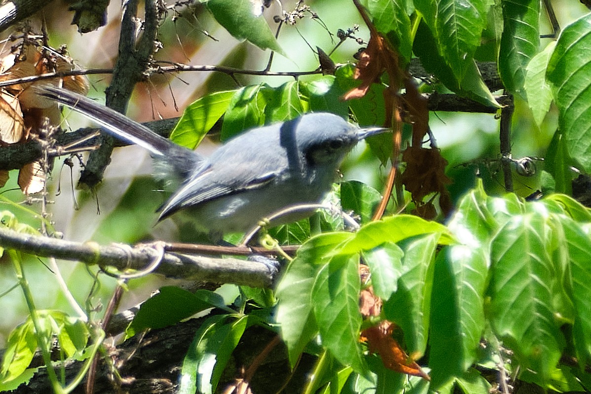 Maskenmückenfänger - ML647680246