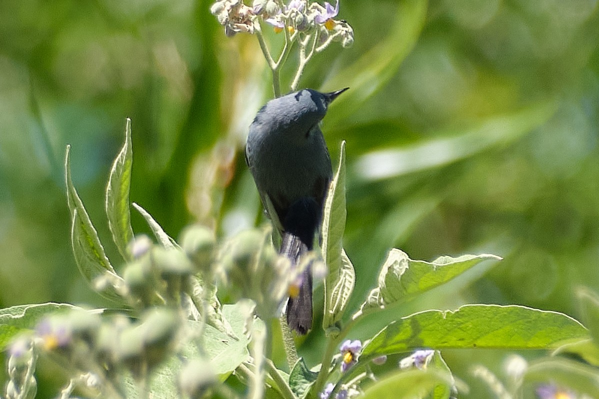 Maskenmückenfänger - ML647680247