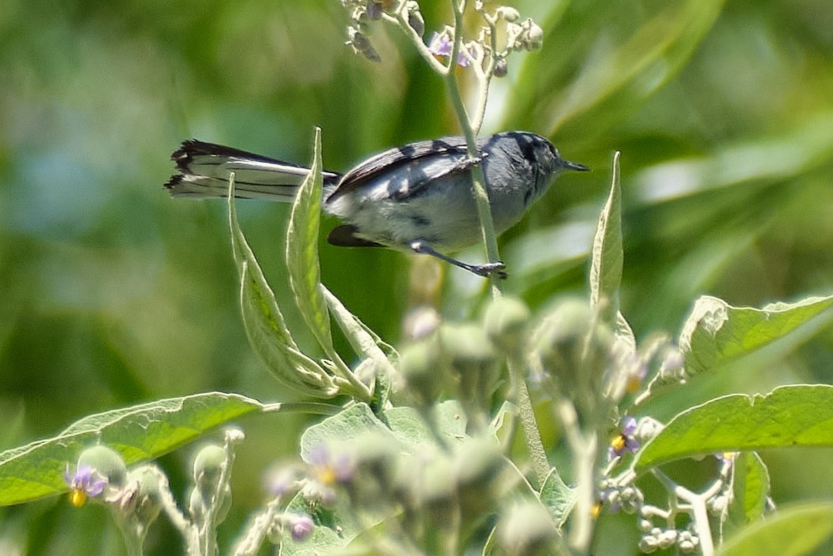 Maskenmückenfänger - ML647680248