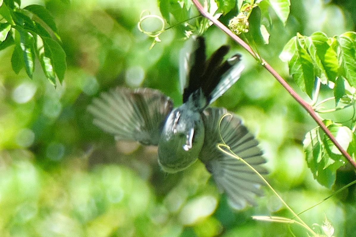 Maskenmückenfänger - ML647680249