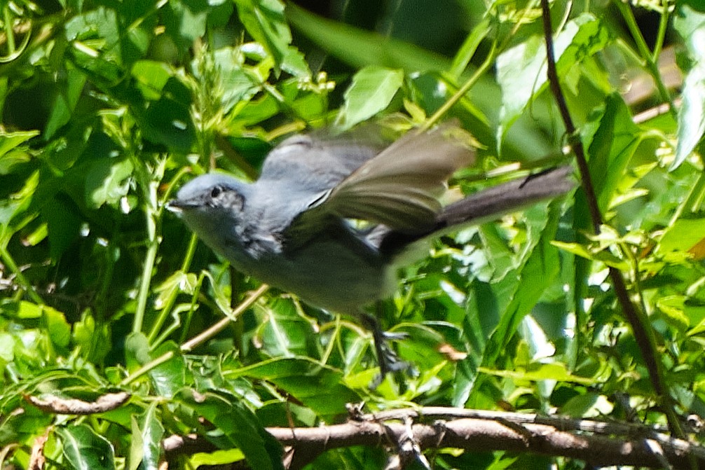 Maskenmückenfänger - ML647680250