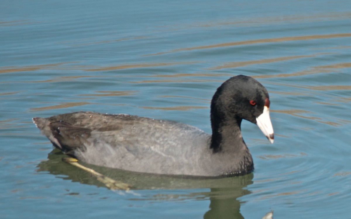 Indianerblässhuhn (weißschildig) - ML647680251