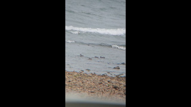 ברווז אפור - ML647680252