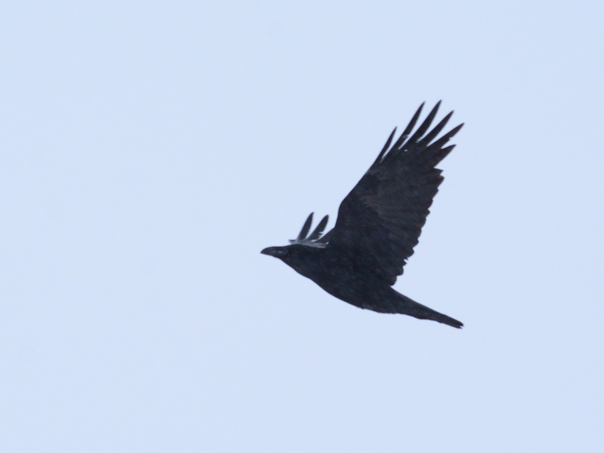 Kolkrabe - ML647680255