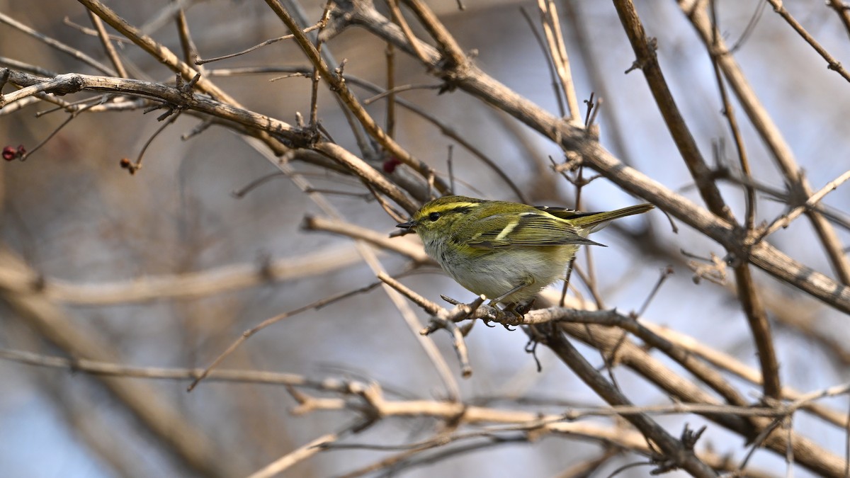 Goldhähnchen-Laubsänger - ML647680256