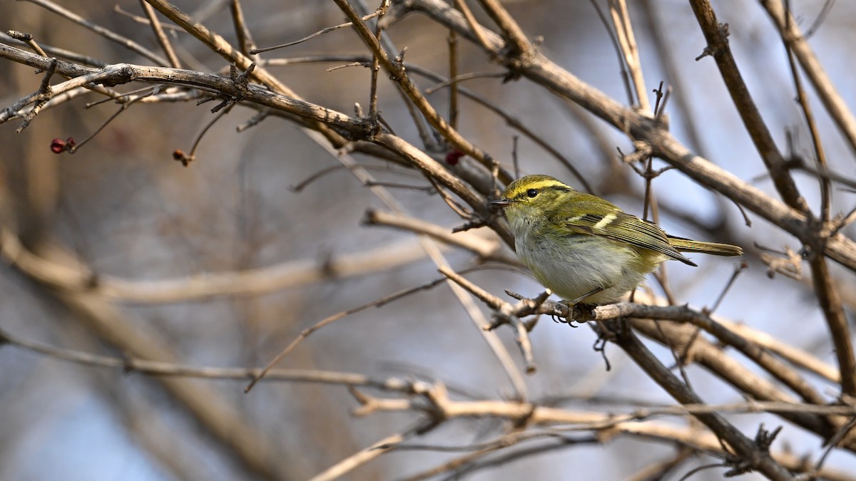 Goldhähnchen-Laubsänger - ML647680257