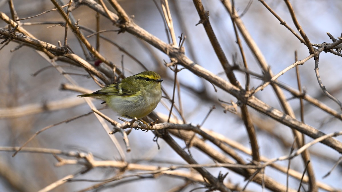 Goldhähnchen-Laubsänger - ML647680258