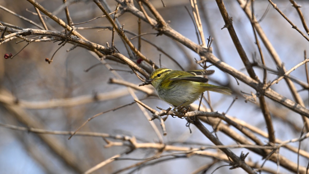 Goldhähnchen-Laubsänger - ML647680259