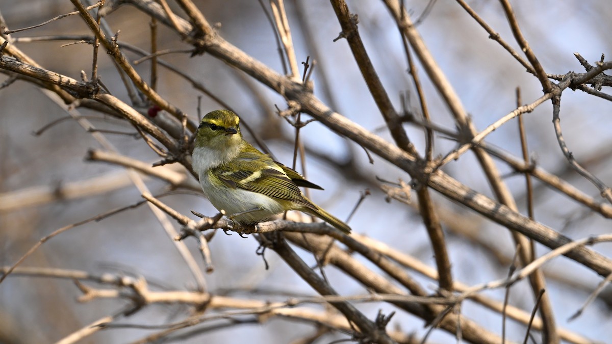 Goldhähnchen-Laubsänger - ML647680260