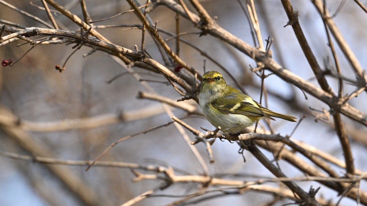 Goldhähnchen-Laubsänger - ML647680261