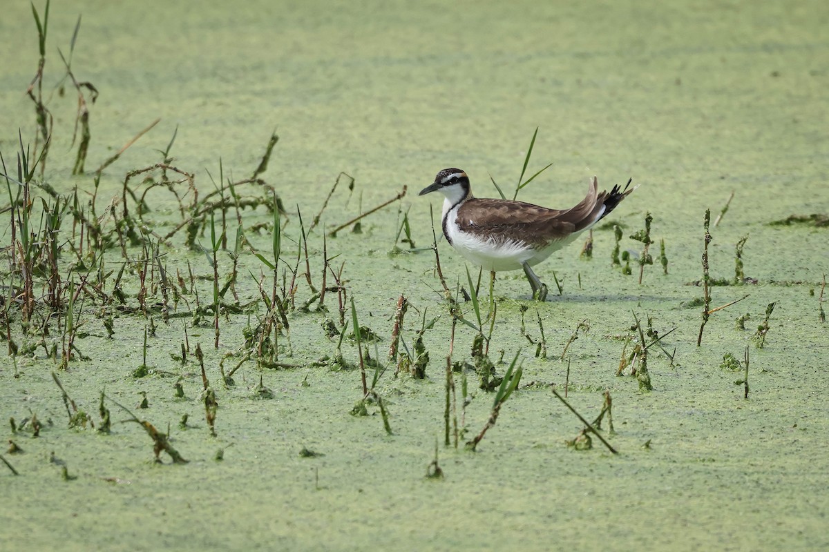 Fasanenblatthühnchen - ML647680269