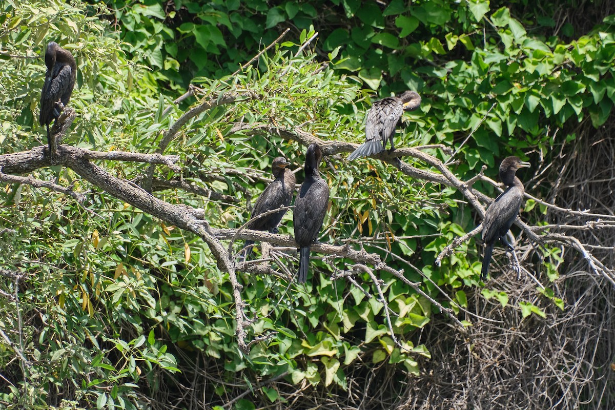 Humboldtscharbe - ML647680270