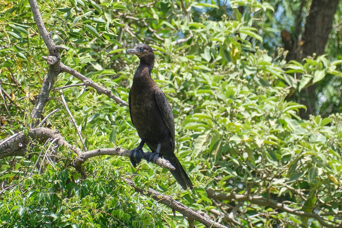 Humboldtscharbe - ML647680271