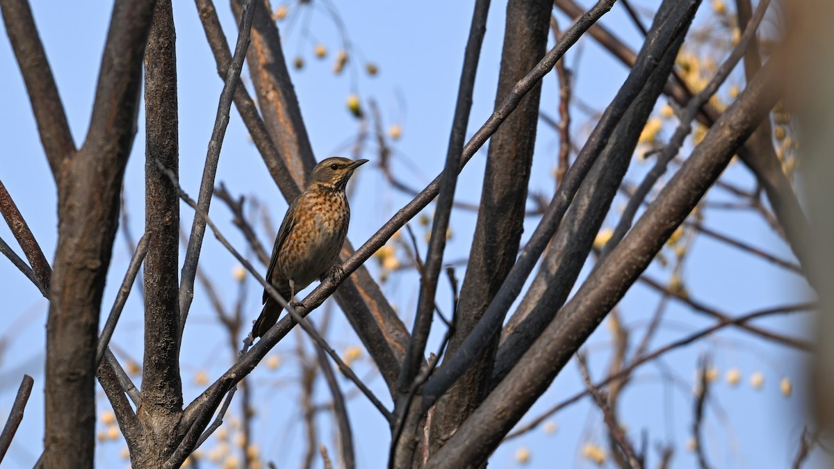 Naumann's Thrush - ML647680281